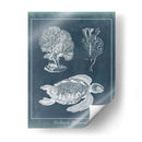 Estudio De La Tortuga Marina De Azure I - Vision Studio | Cuadro decorativo de Canvas Lab