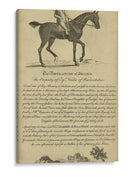 Retrato De Caballo V | Cuadro decorativo de Canvas Lab