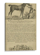 Retrato De Caballo Vii | Cuadro decorativo de Canvas Lab