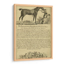 Retrato De Caballo Vii | Cuadro decorativo de Canvas Lab