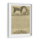 Retrato De Caballo Vii | Cuadro decorativo de Canvas Lab