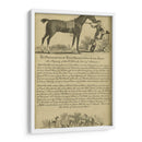 Retrato De Caballo Vii | Cuadro decorativo de Canvas Lab
