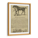 Retrato De Caballo Viii | Cuadro decorativo de Canvas Lab