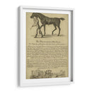 Retrato De Caballo Viii | Cuadro decorativo de Canvas Lab