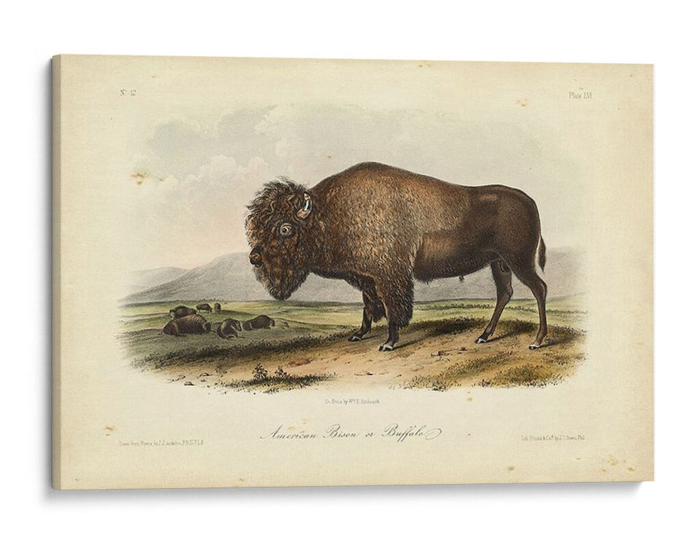 Bisonte Americano - John James Audubon | Cuadro decorativo de Canvas Lab