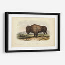 Bisonte Americano - John James Audubon | Cuadro decorativo de Canvas Lab