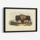 Bisonte Americano - John James Audubon | Cuadro decorativo de Canvas Lab