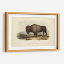 Bisonte Americano - John James Audubon | Cuadro decorativo de Canvas Lab