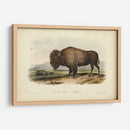 Bisonte Americano - John James Audubon | Cuadro decorativo de Canvas Lab