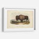 Bisonte Americano - John James Audubon | Cuadro decorativo de Canvas Lab