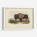 Bisonte Americano - John James Audubon | Cuadro decorativo de Canvas Lab