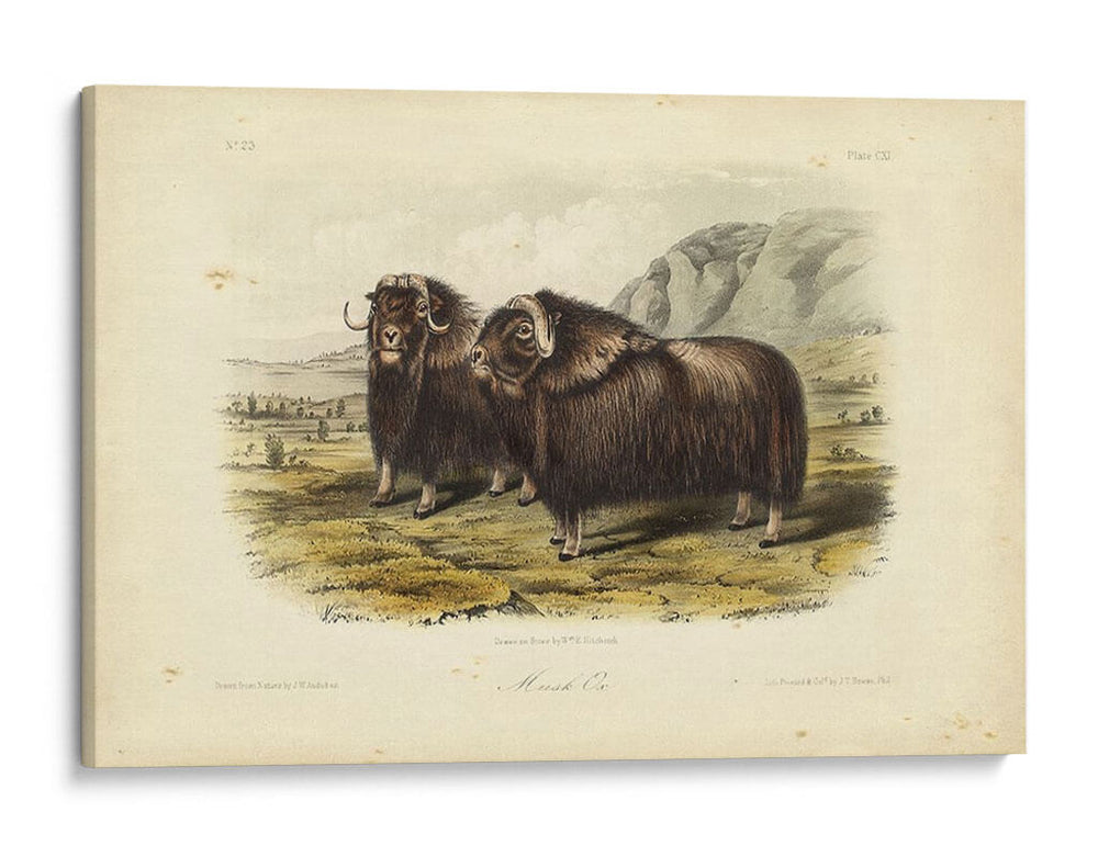 Buey Almizclero - John James Audubon | Cuadro decorativo de Canvas Lab