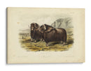 Buey Almizclero - John James Audubon | Cuadro decorativo de Canvas Lab
