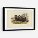 Buey Almizclero - John James Audubon | Cuadro decorativo de Canvas Lab