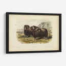 Buey Almizclero - John James Audubon | Cuadro decorativo de Canvas Lab