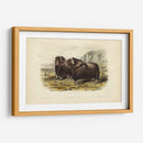 Buey Almizclero - John James Audubon | Cuadro decorativo de Canvas Lab