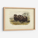 Buey Almizclero - John James Audubon | Cuadro decorativo de Canvas Lab