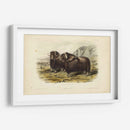 Buey Almizclero - John James Audubon | Cuadro decorativo de Canvas Lab