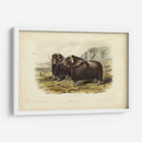 Buey Almizclero - John James Audubon | Cuadro decorativo de Canvas Lab