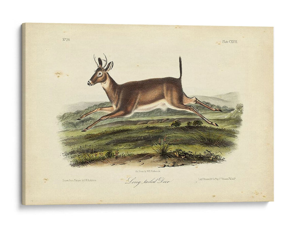 Ciervos De Cola Larga - John James Audubon | Cuadro decorativo de Canvas Lab