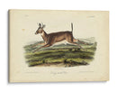 Ciervos De Cola Larga - John James Audubon | Cuadro decorativo de Canvas Lab