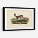 Ciervos De Cola Larga - John James Audubon | Cuadro decorativo de Canvas Lab