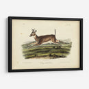 Ciervos De Cola Larga - John James Audubon | Cuadro decorativo de Canvas Lab