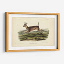 Ciervos De Cola Larga - John James Audubon | Cuadro decorativo de Canvas Lab