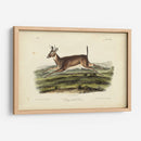 Ciervos De Cola Larga - John James Audubon | Cuadro decorativo de Canvas Lab