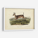 Ciervos De Cola Larga - John James Audubon | Cuadro decorativo de Canvas Lab