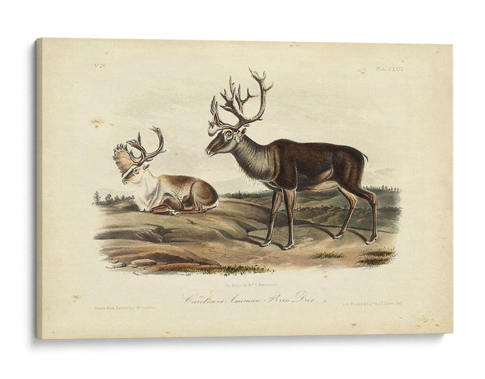 Caribú - John James Audubon | Cuadro decorativo de Canvas Lab