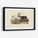 Caribú - John James Audubon | Cuadro decorativo de Canvas Lab