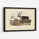Caribú - John James Audubon | Cuadro decorativo de Canvas Lab