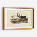 Caribú - John James Audubon | Cuadro decorativo de Canvas Lab