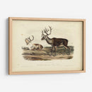Caribú - John James Audubon | Cuadro decorativo de Canvas Lab
