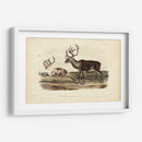 Caribú - John James Audubon | Cuadro decorativo de Canvas Lab