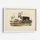 Caribú - John James Audubon | Cuadro decorativo de Canvas Lab
