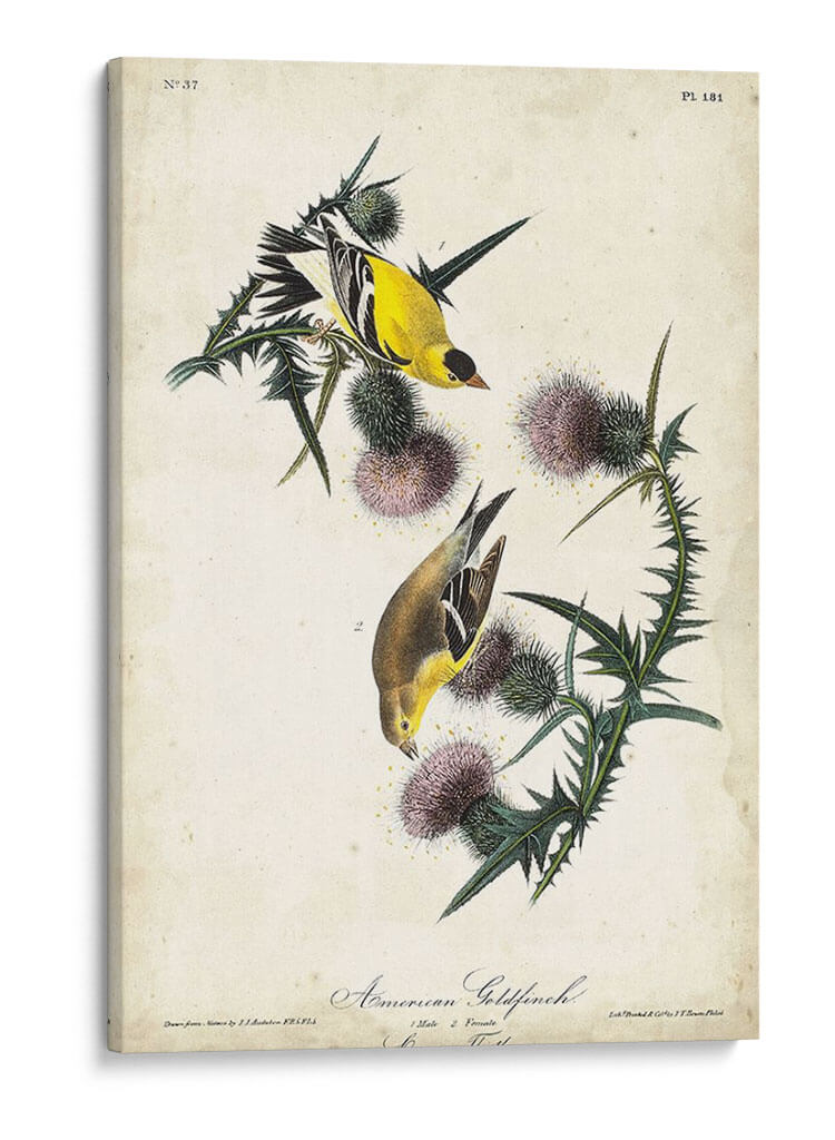 American Goldfinch - John James Audubon | Cuadro decorativo de Canvas Lab