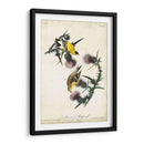American Goldfinch - John James Audubon | Cuadro decorativo de Canvas Lab