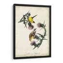 American Goldfinch - John James Audubon | Cuadro decorativo de Canvas Lab