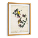 American Goldfinch - John James Audubon | Cuadro decorativo de Canvas Lab