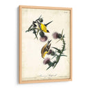 American Goldfinch - John James Audubon | Cuadro decorativo de Canvas Lab