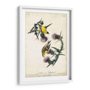 American Goldfinch - John James Audubon | Cuadro decorativo de Canvas Lab