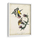 American Goldfinch - John James Audubon | Cuadro decorativo de Canvas Lab