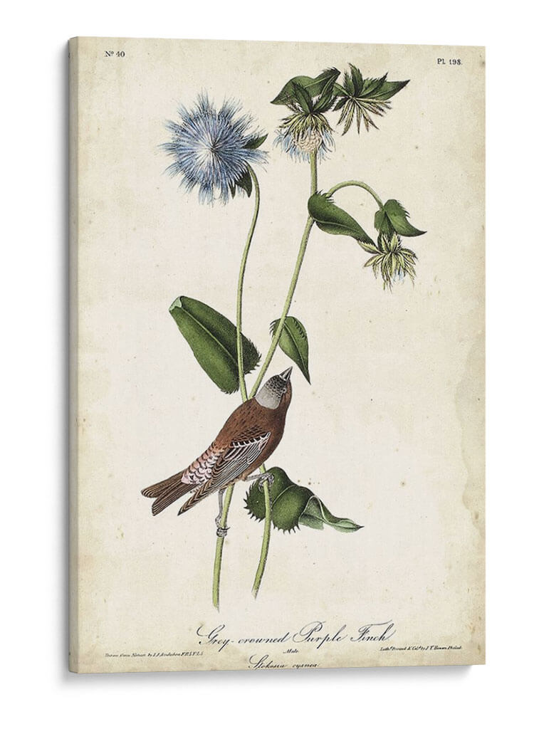 Finch De Color Púrpura Coronado Gris - John James Audubon | Cuadro decorativo de Canvas Lab