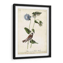 Finch De Color Púrpura Coronado Gris - John James Audubon | Cuadro decorativo de Canvas Lab