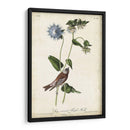 Finch De Color Púrpura Coronado Gris - John James Audubon | Cuadro decorativo de Canvas Lab
