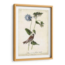 Finch De Color Púrpura Coronado Gris - John James Audubon | Cuadro decorativo de Canvas Lab