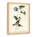 Finch De Color Púrpura Coronado Gris - John James Audubon | Cuadro decorativo de Canvas Lab