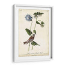 Finch De Color Púrpura Coronado Gris - John James Audubon | Cuadro decorativo de Canvas Lab